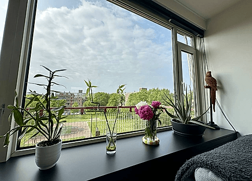 Photo Maassingel 184 's-Hertogenbosch #5